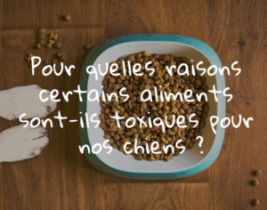 Berger américain miniature aliments toxique