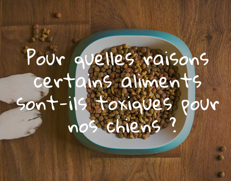Berger américain miniature aliments toxique