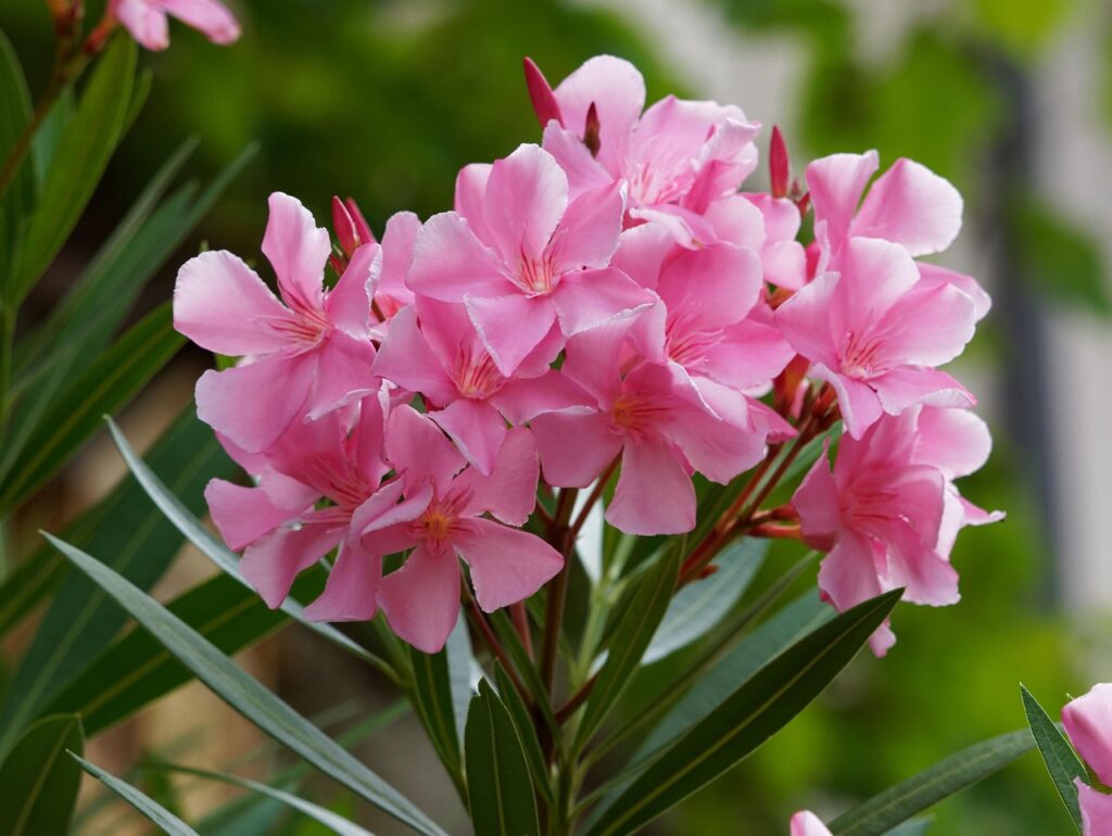 Laurier Rose, toxique pour les Bergers Américains Miniatures