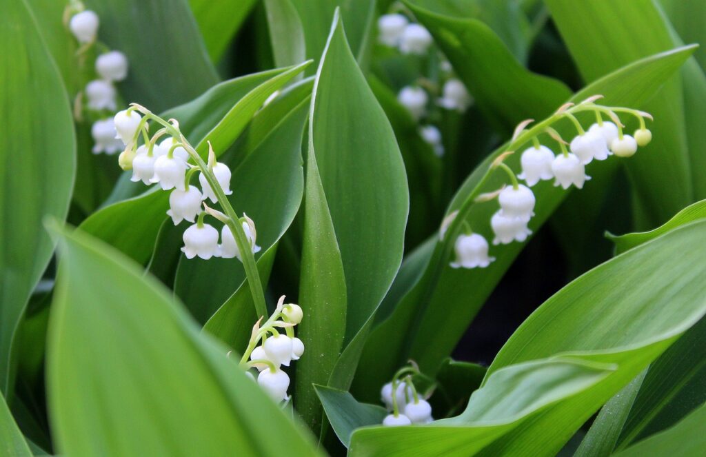 Muguet Toxique pour les Bergers américains Miniatures