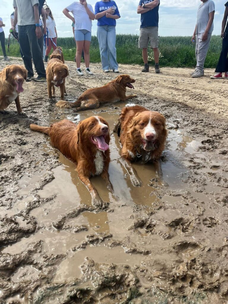 Retriever de la nouvelle ecosse