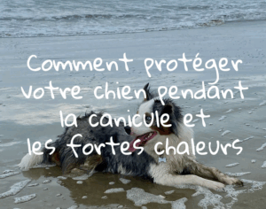 Comment protéger votre chien durant les canicules