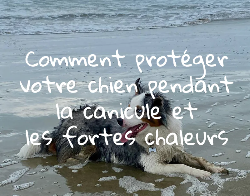 Comment protéger votre chien durant les canicules