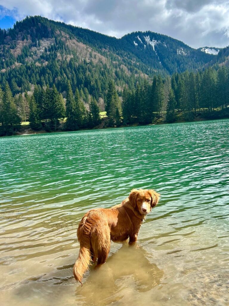Forte chaleur ? Conseil et astuce pour votre chien