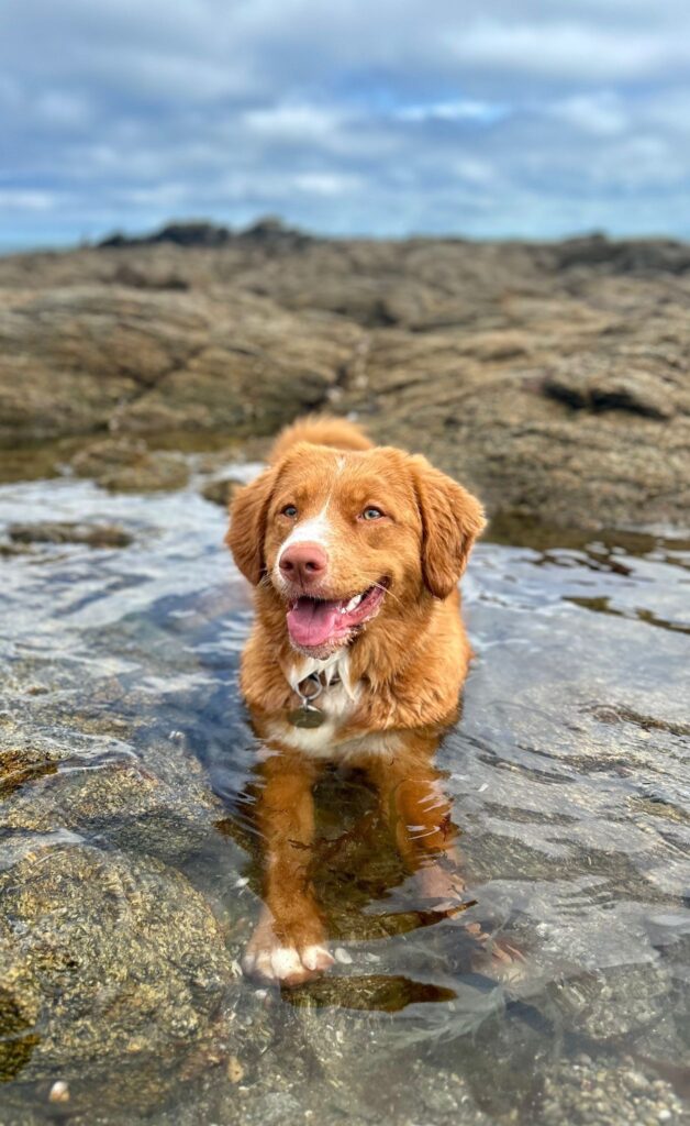 Retriever nouvelle écosse - que faire en cas forte chaleur ?