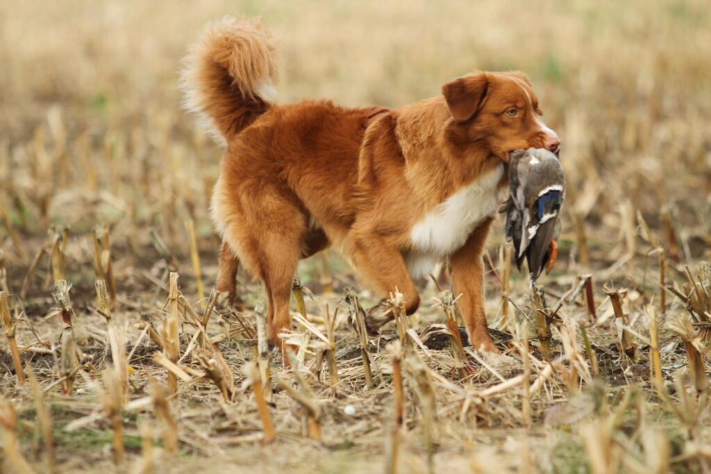 Toller à la chasse, élevage de la haye de genêt
