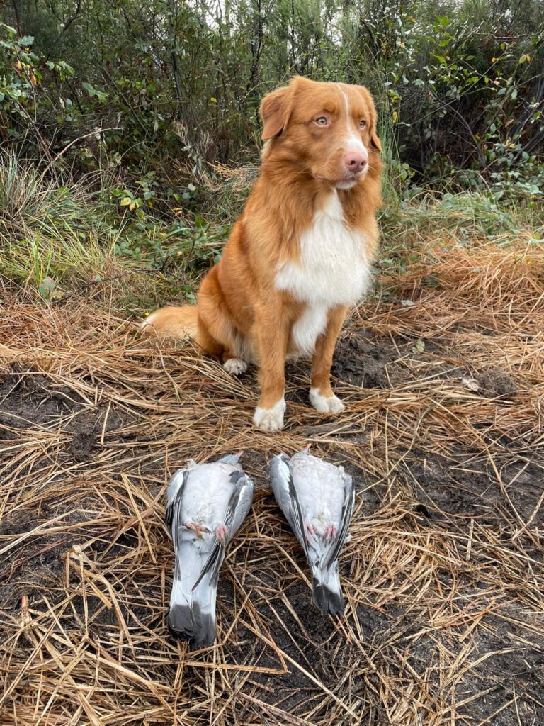 Retriever de la nouvelle Ecosse et la chasse