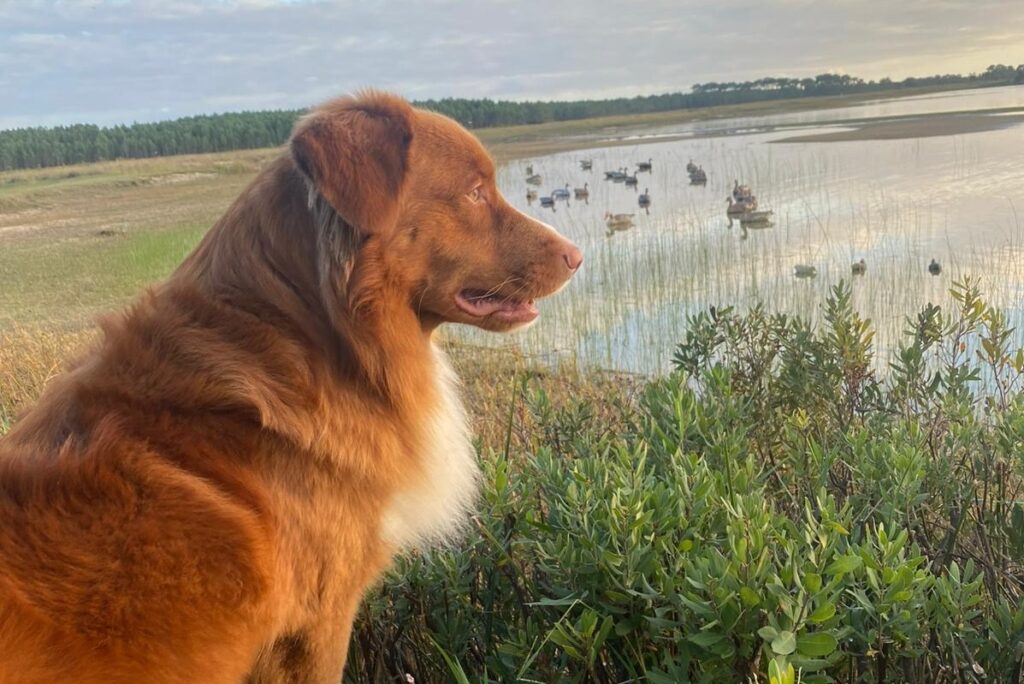 Toller à la chasse, élevage de la haye de genêt
