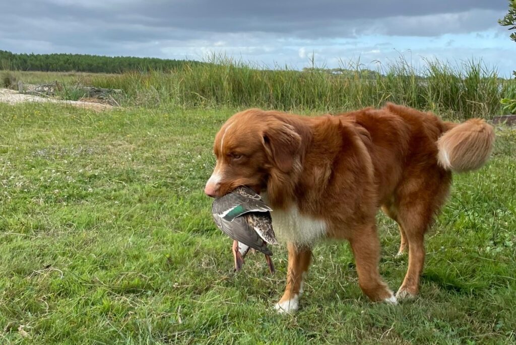 Toller et la chasse