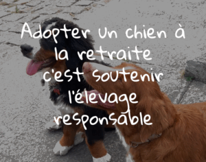 Adopter chien retraite, elevage de la hayes de genet
