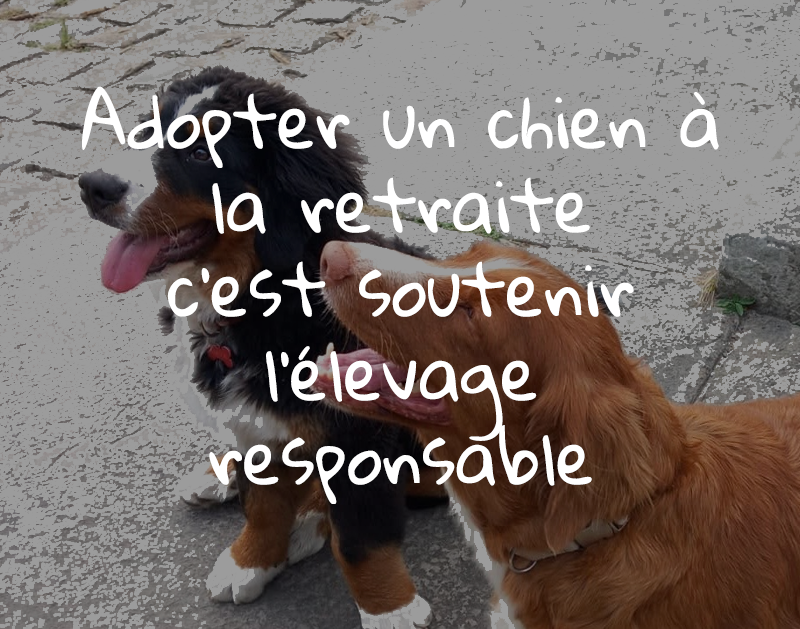 Adopter‬‭ un‬‭ chien‬‭ à‬‭ la‬‭ retraite‬‭ c’est‬‭ soutenir‬‭ l’élevage‬‭ responsable‬‭