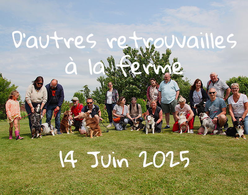 Retrouvailles à la ferme Berger Americain Miniature