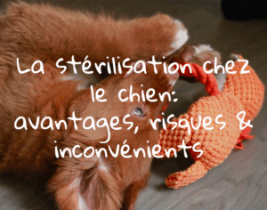 Stériliser son chien