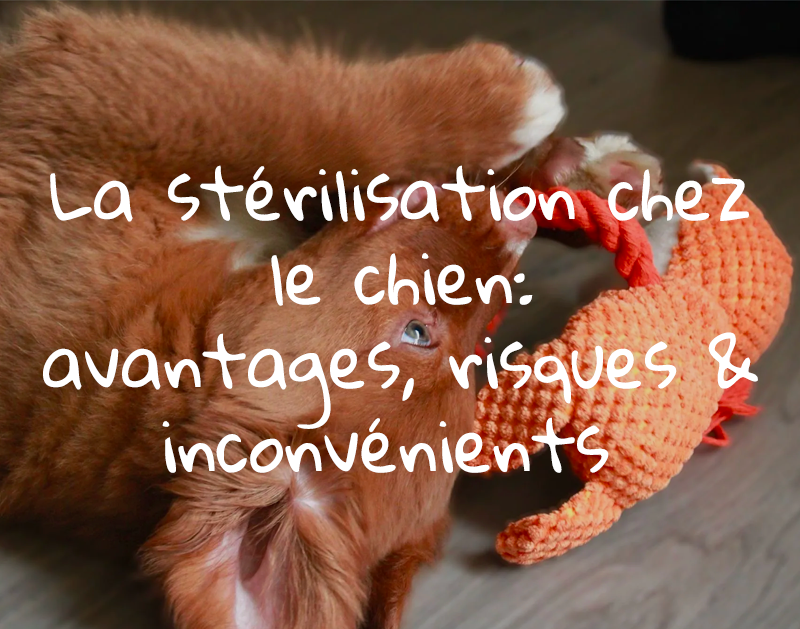 Stériliser son chien