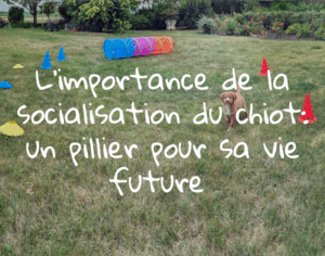 Socialisation du chiot
