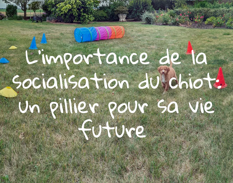 L’importance de la socialisation d’un chiot : un pilier pour sa vie future