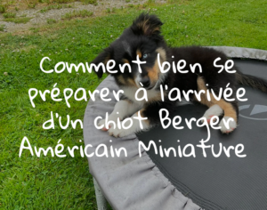 Comment bien se préparer à l'arrivée d'un chiot berger américain miniature