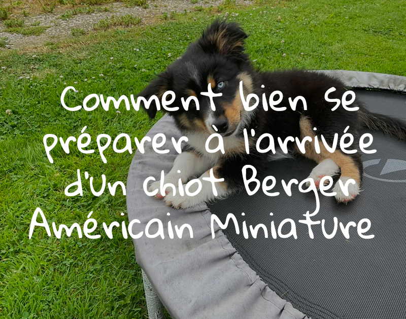 Comment bien se préparer à l’arrivée d’un chiot Berger Américain Miniature