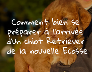 Comment bien se préparer à l'arrivée d'un chiot retriever de la nouvelle écosse