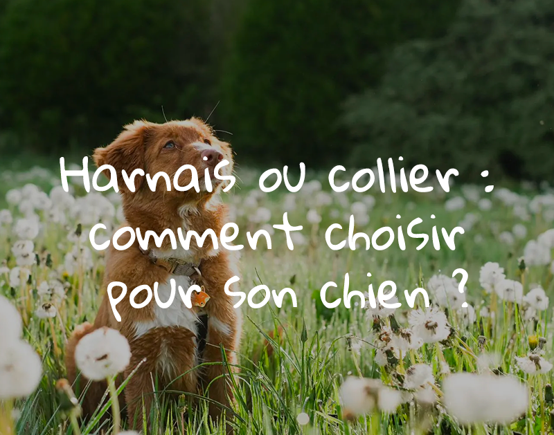 Harnais ou collier : comment choisir pour son chien ?