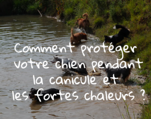 Comment protéger votre chien pendant la canicule et les fortes chaleurs